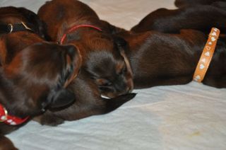 Jamniki d�ugow�ose